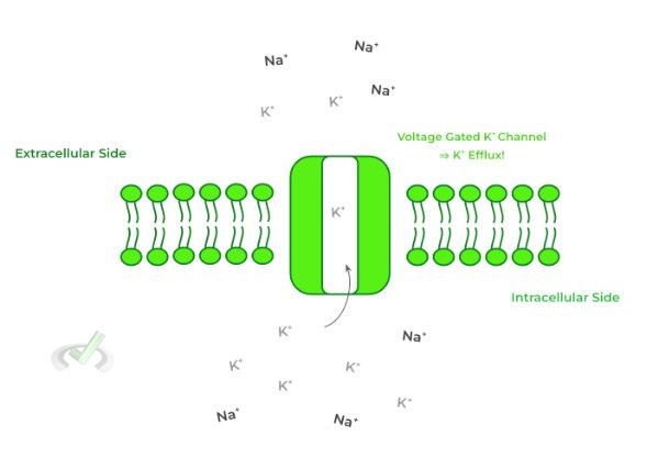 Repolarization - B