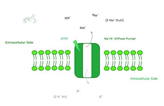 Returning To Resting Membrane Potential - A