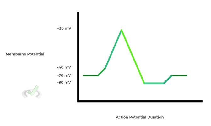 Returning To Resting Membrane Potential - B