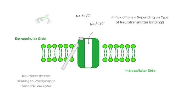 Voltage Gated V.s. Ligand Gated Ion Channels - B