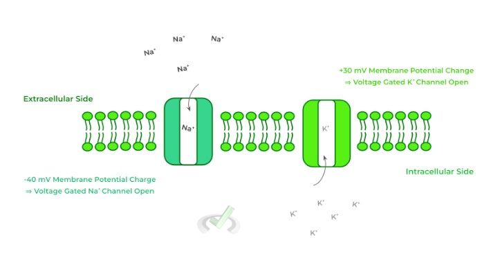 Voltage Gated V.s. Ligand Gated Ion Channels