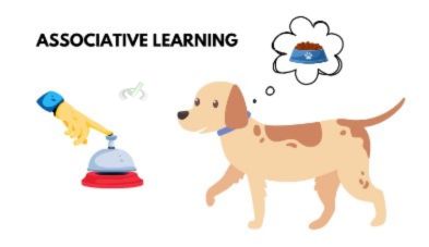 Associative Learning