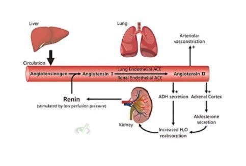 Blood Pressure And Its Regulation