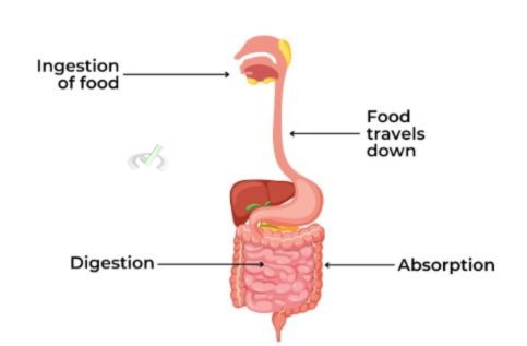 Digestive System