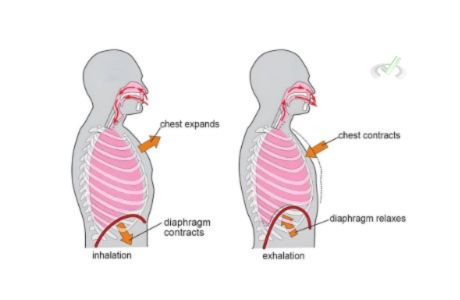 Mechanics Of Breathing