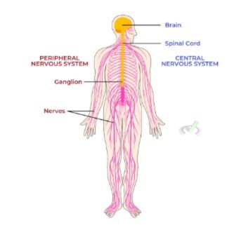 Nervous System