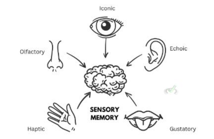 Sensory Memory