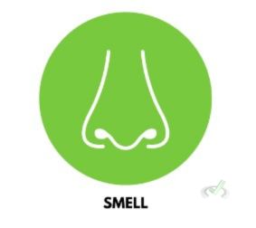 Smell