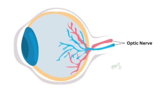 The Optic Nerve