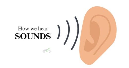 The Process Of Hearing