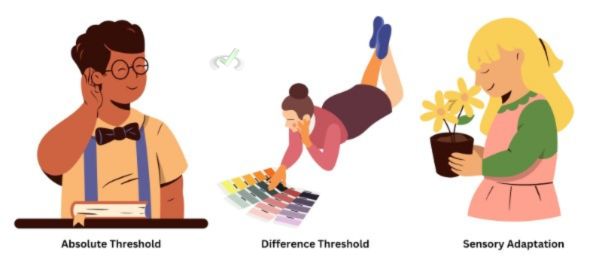 Thresholds And Sensory Adaptation