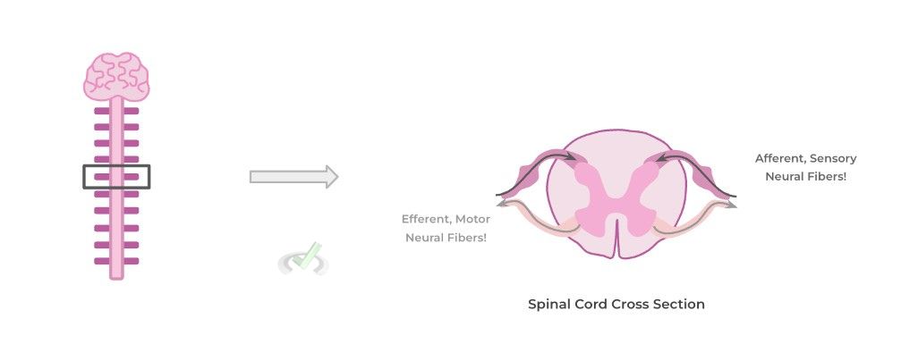 Central And Peripheral Nervous System