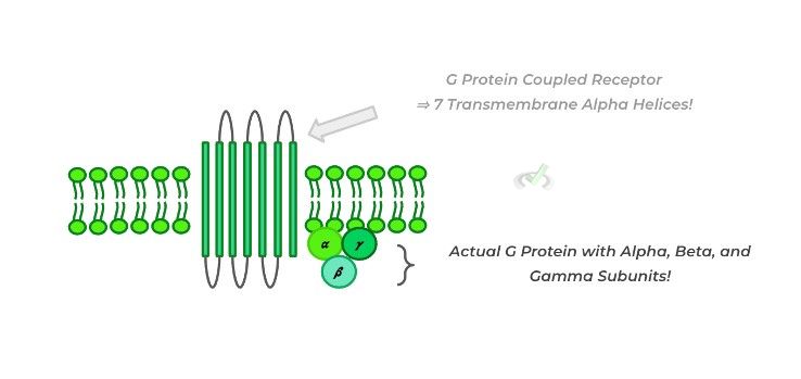 Intricacies Of G-Protein Coupled Signaling - A