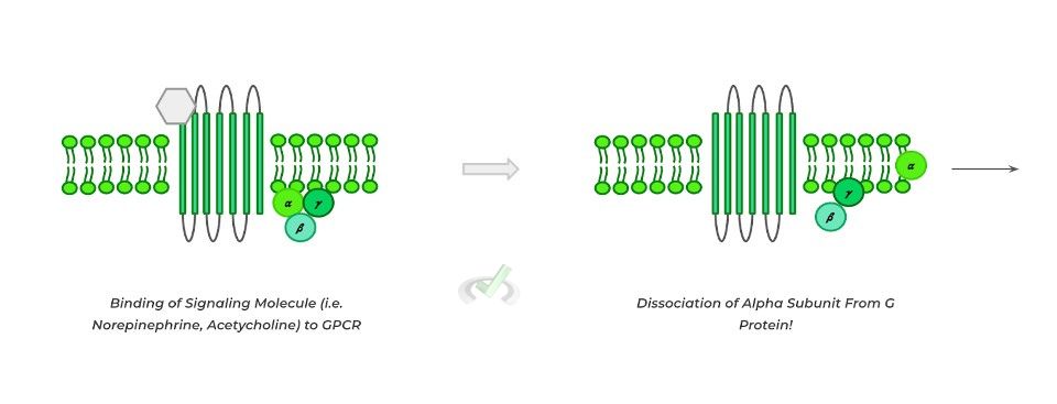 Intricacies Of G-Protein Coupled Signaling - B