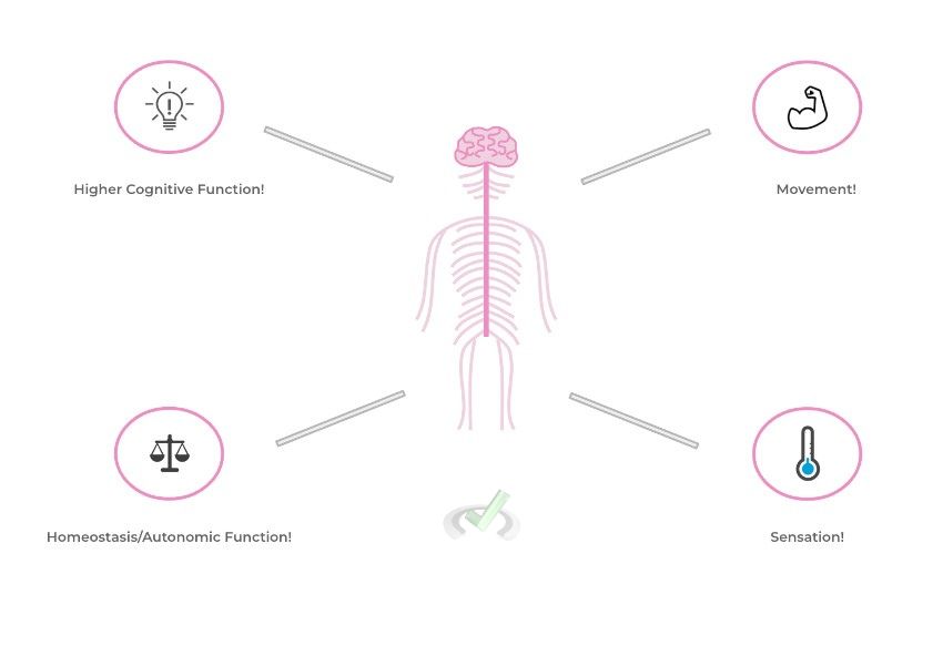 Major Functions Of The Nervous System