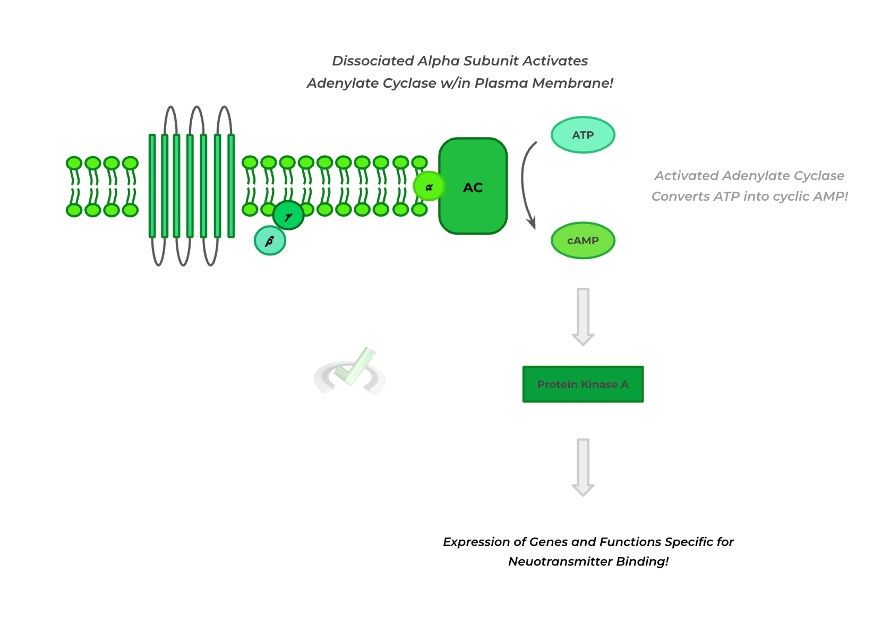 Intricacies Of G-Protein Coupled Signaling - C