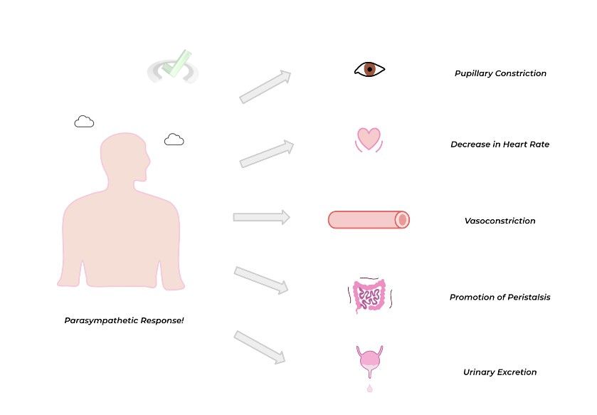 Parasympathetic Response