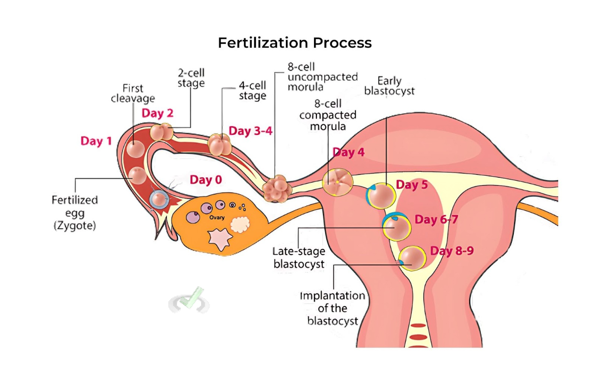 Process Of Fertilization