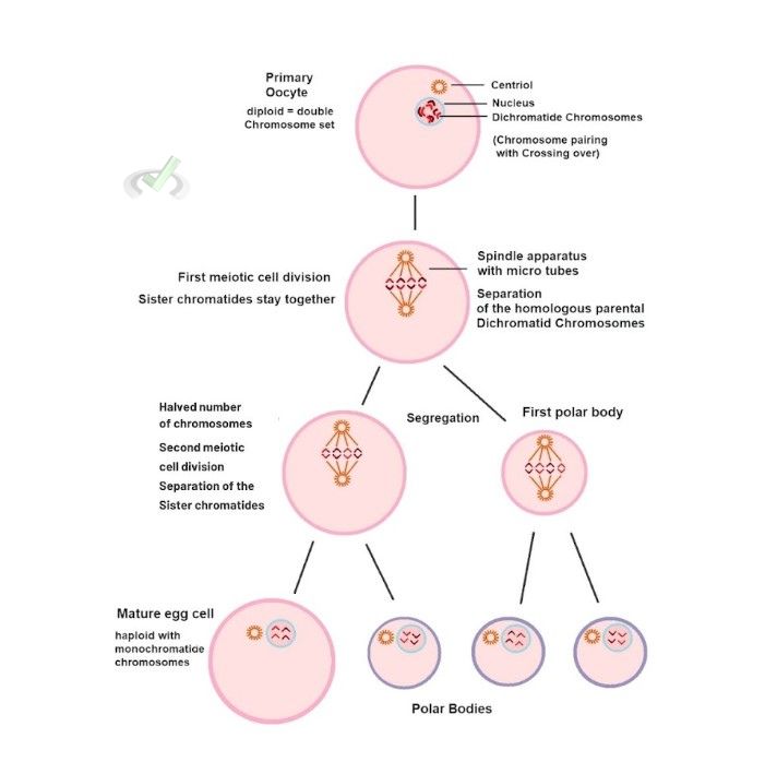 Secondary Oocytes (1)