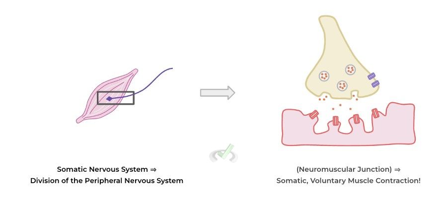 Somatic And Autonomic Nervous System