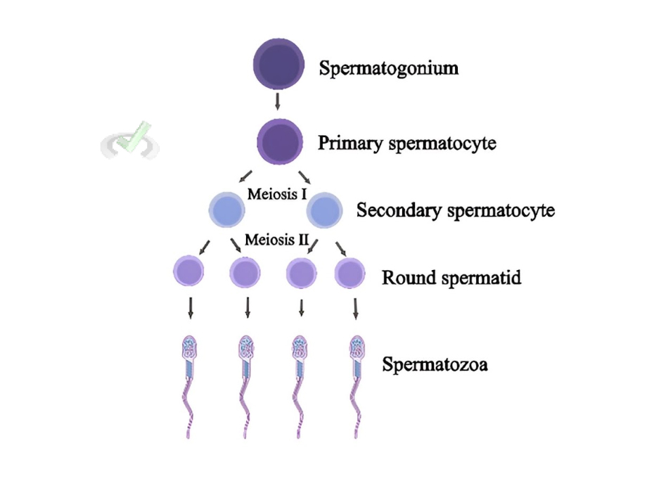 Spermatogenesis