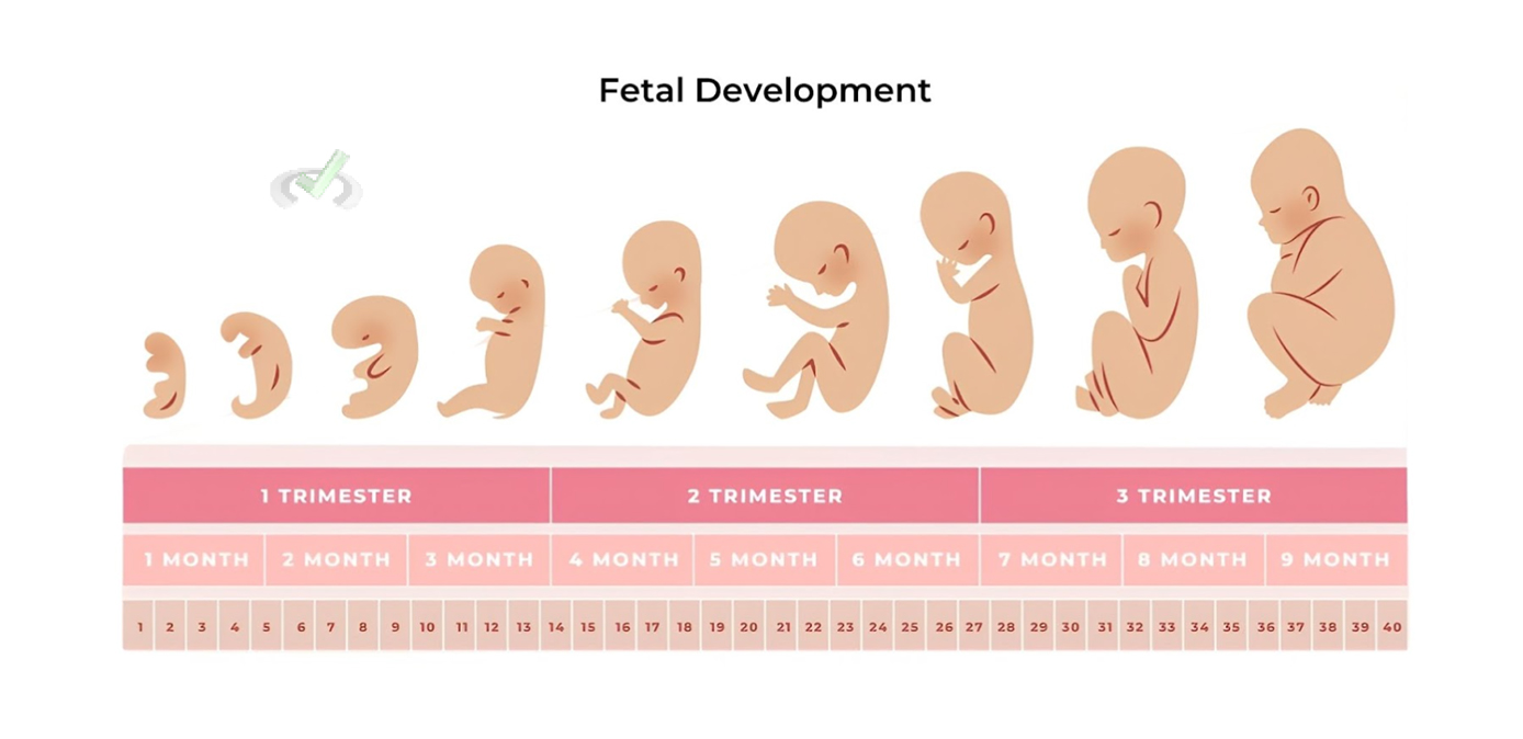 Stages Of Pregnancy