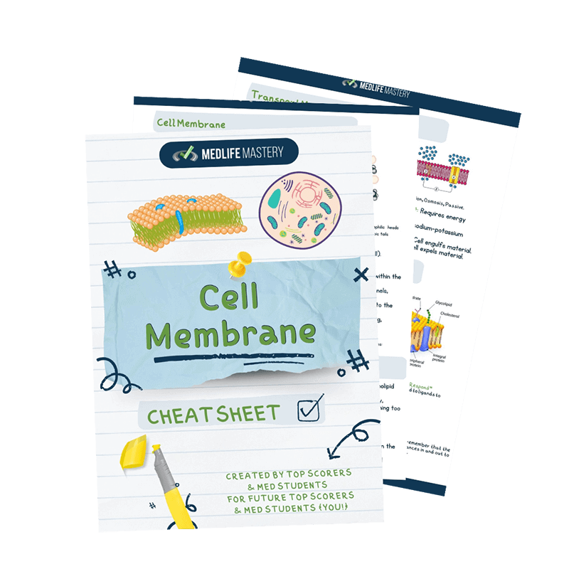 Cell-Membrane