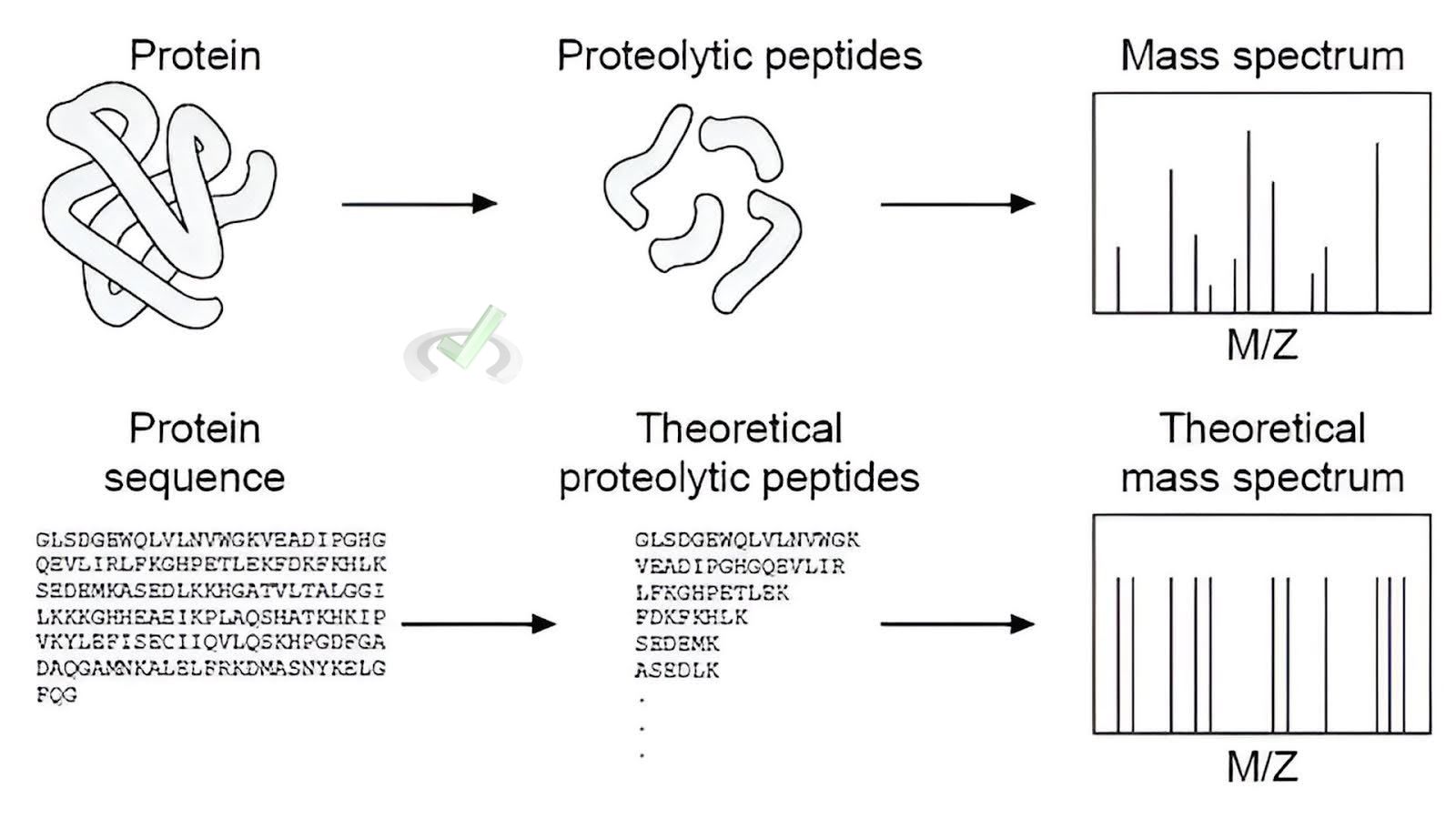 Biochemical Relevance