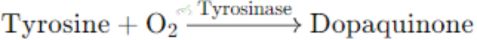 Enzyme Catalysis