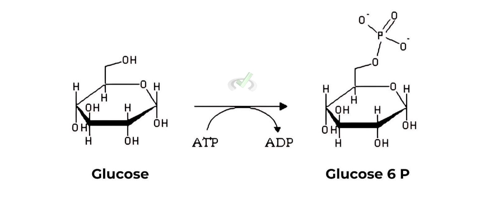 Glucose Atp → Glucose 6 Phosphate Adp