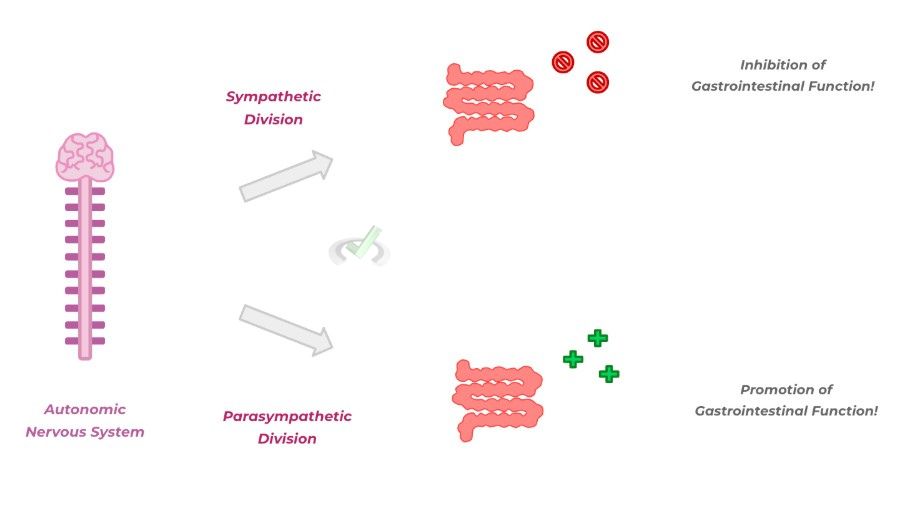 Neuronal Control