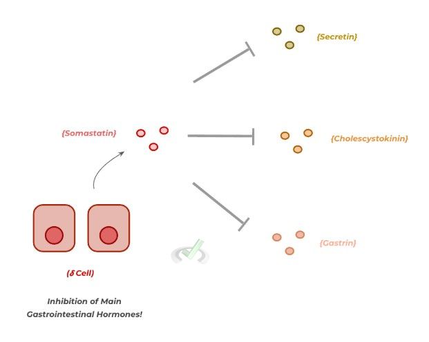 Somatostatin