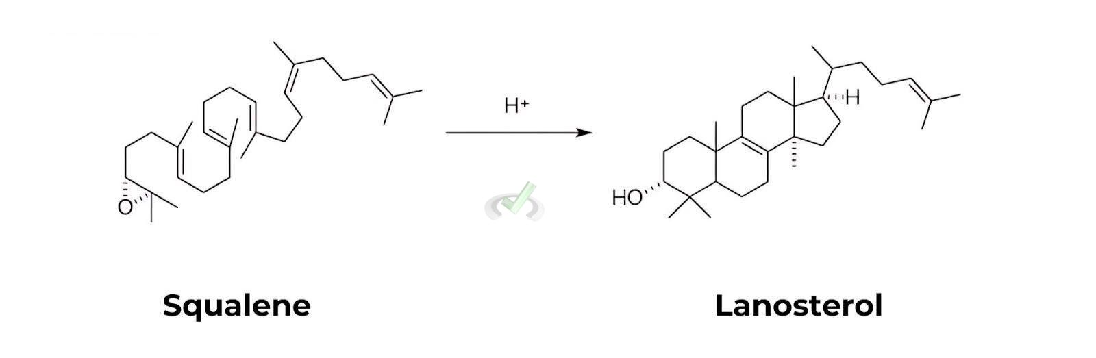 Squalene → Lanosterol