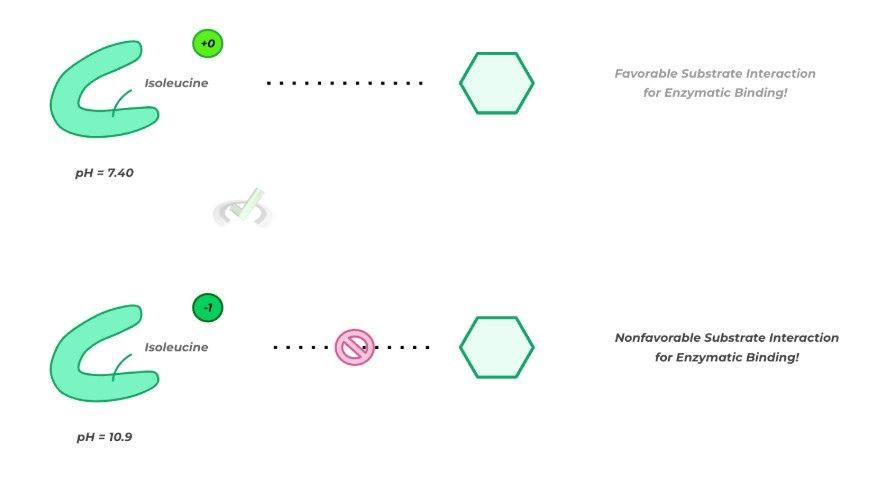 Ph Effect On Enzymatic Function