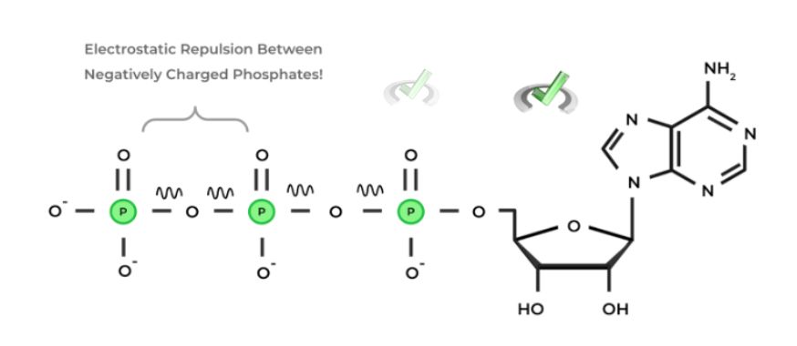 Electrostatic Repulsion Between Negatively Charged Phosphates