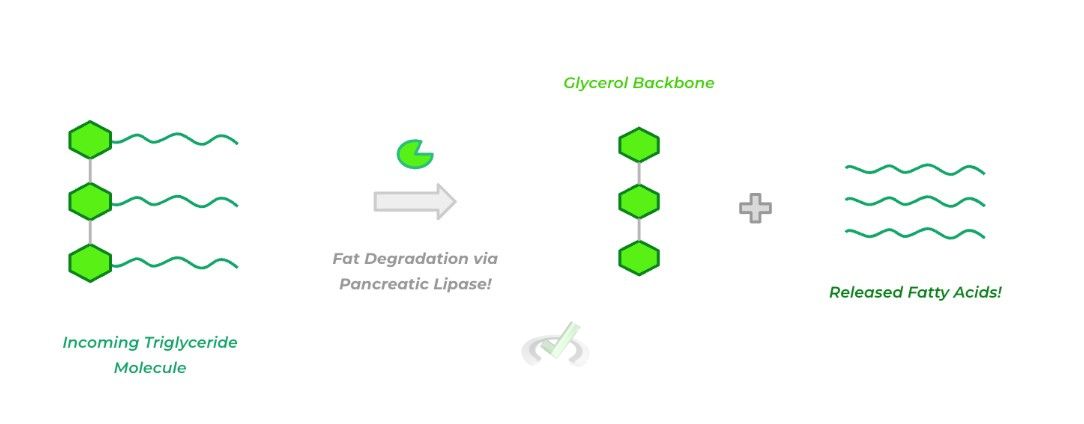 Fat Digestion