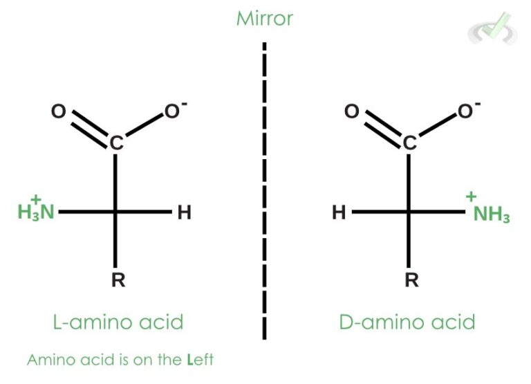 Synthesis of Amino Acids - MCAT Content – MedLife Mastery