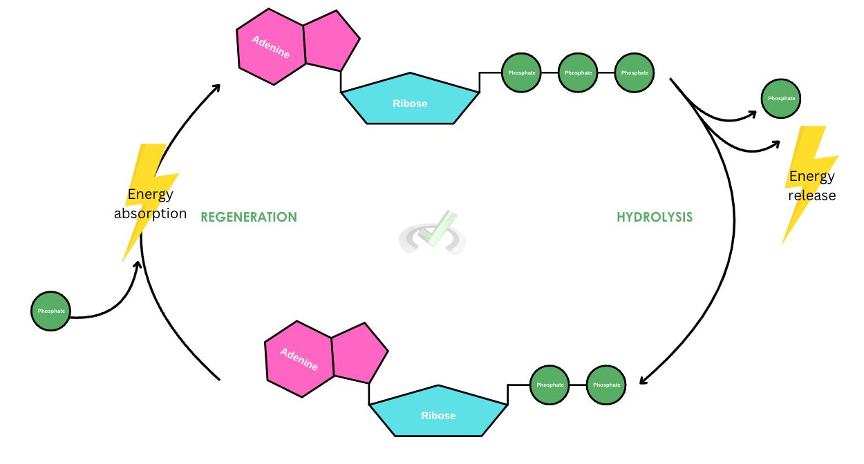 Hydrolysis