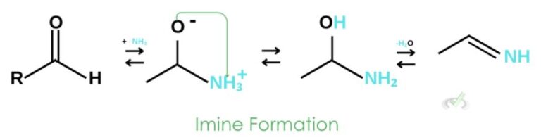 Synthesis of Amino Acids - MCAT Content – MedLife Mastery