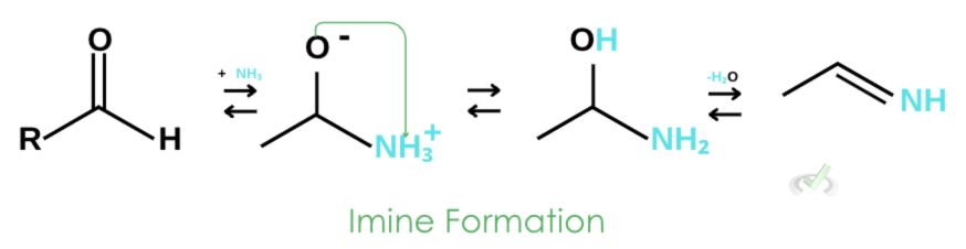 Imine Formation