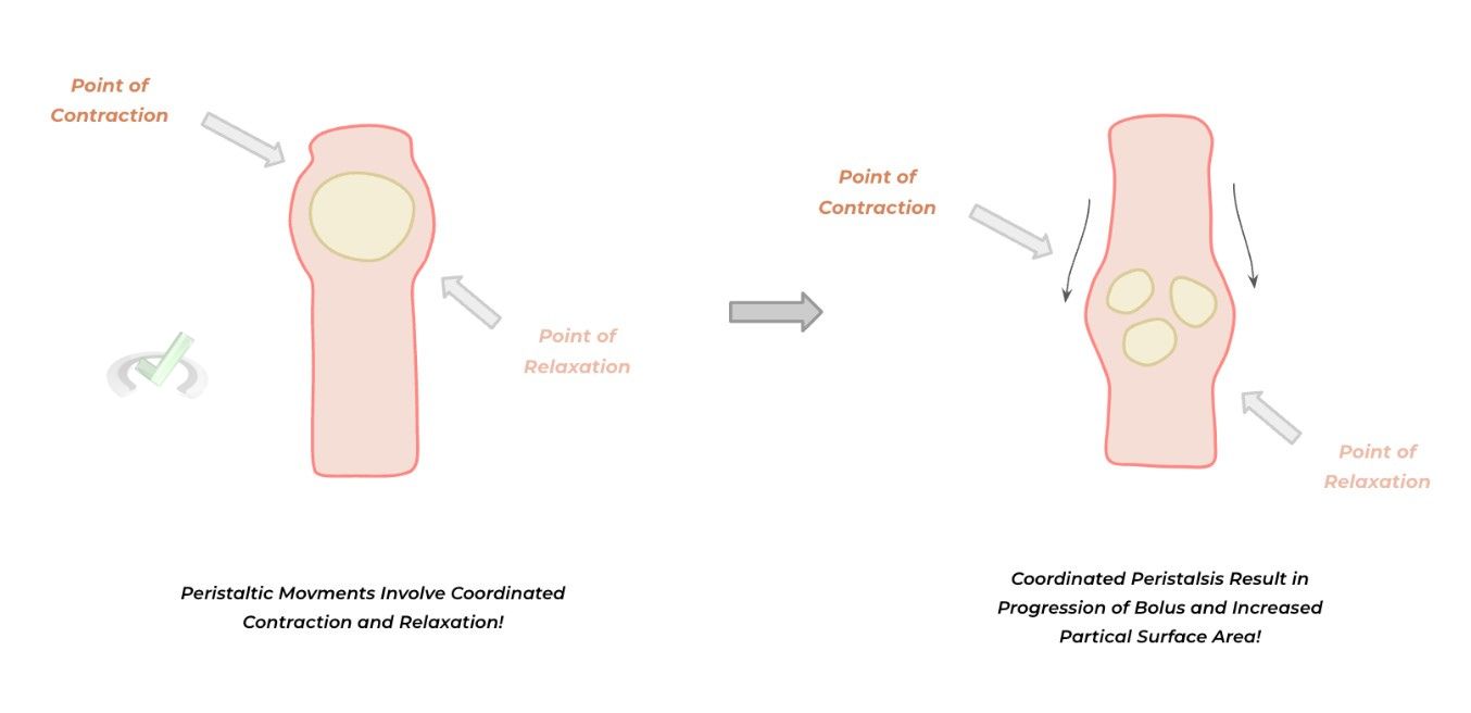 Mechanical Digestion