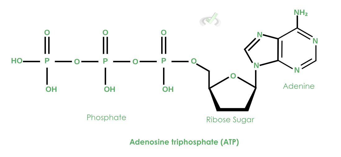 Properties Of Phosphorus Containing Compounds