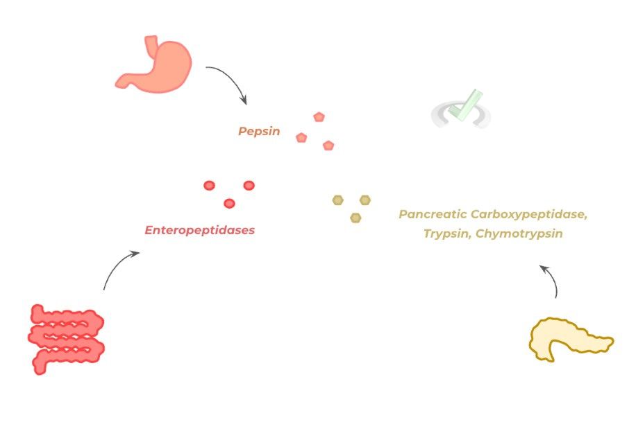 Proteolytic Degradation