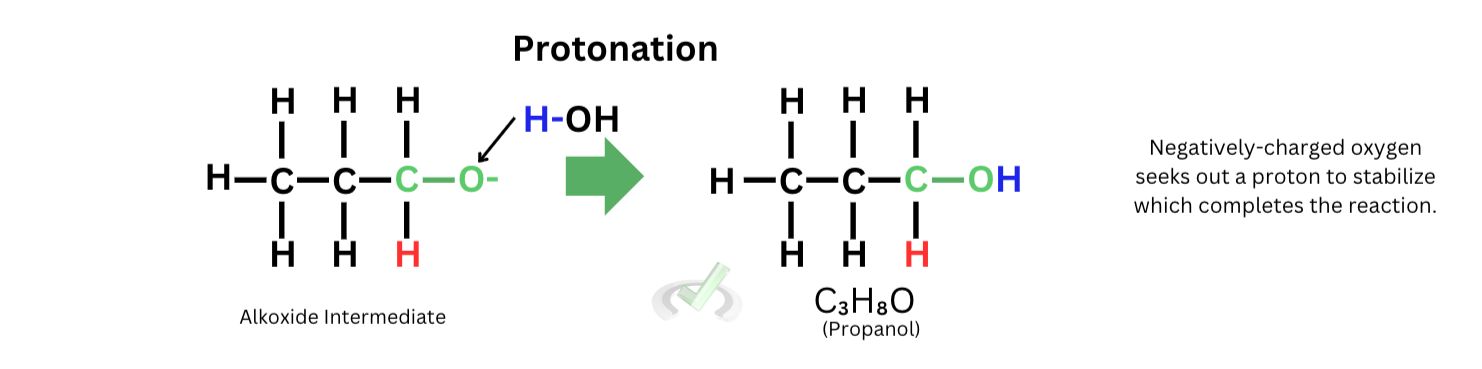 Protonation