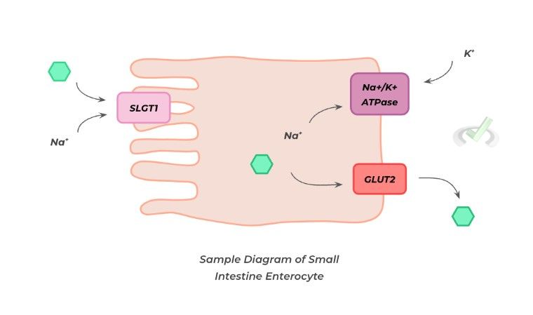 Sample Diagram Of Small Intestine Enterocyte