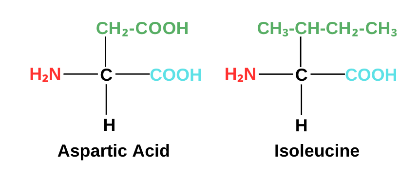 Aspartic Acid + Isoleucine Aspartic Acid + Isoleucine