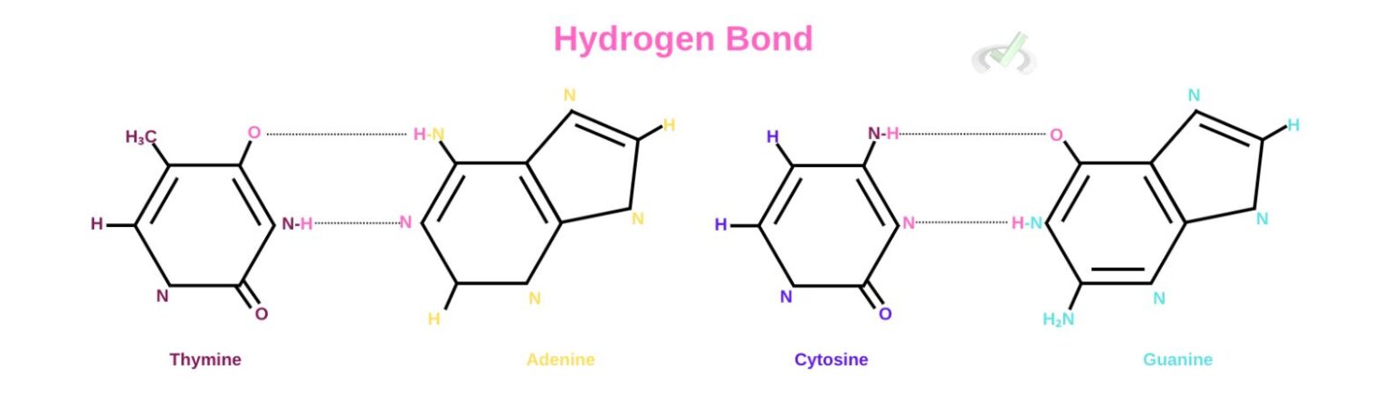 Amino Acids and Nucleic Acid Bases - MCAT Content – MedLife Mastery