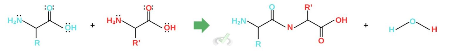 Amino Acids and Nucleic Acid Bases - MCAT Content – MedLife Mastery