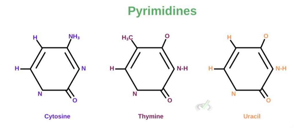 Amino Acids and Nucleic Acid Bases - MCAT Content – MedLife Mastery