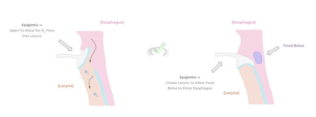 Esophagus Esophagus
